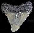 Juvenile Megalodon Tooth - South Carolina #18424-1